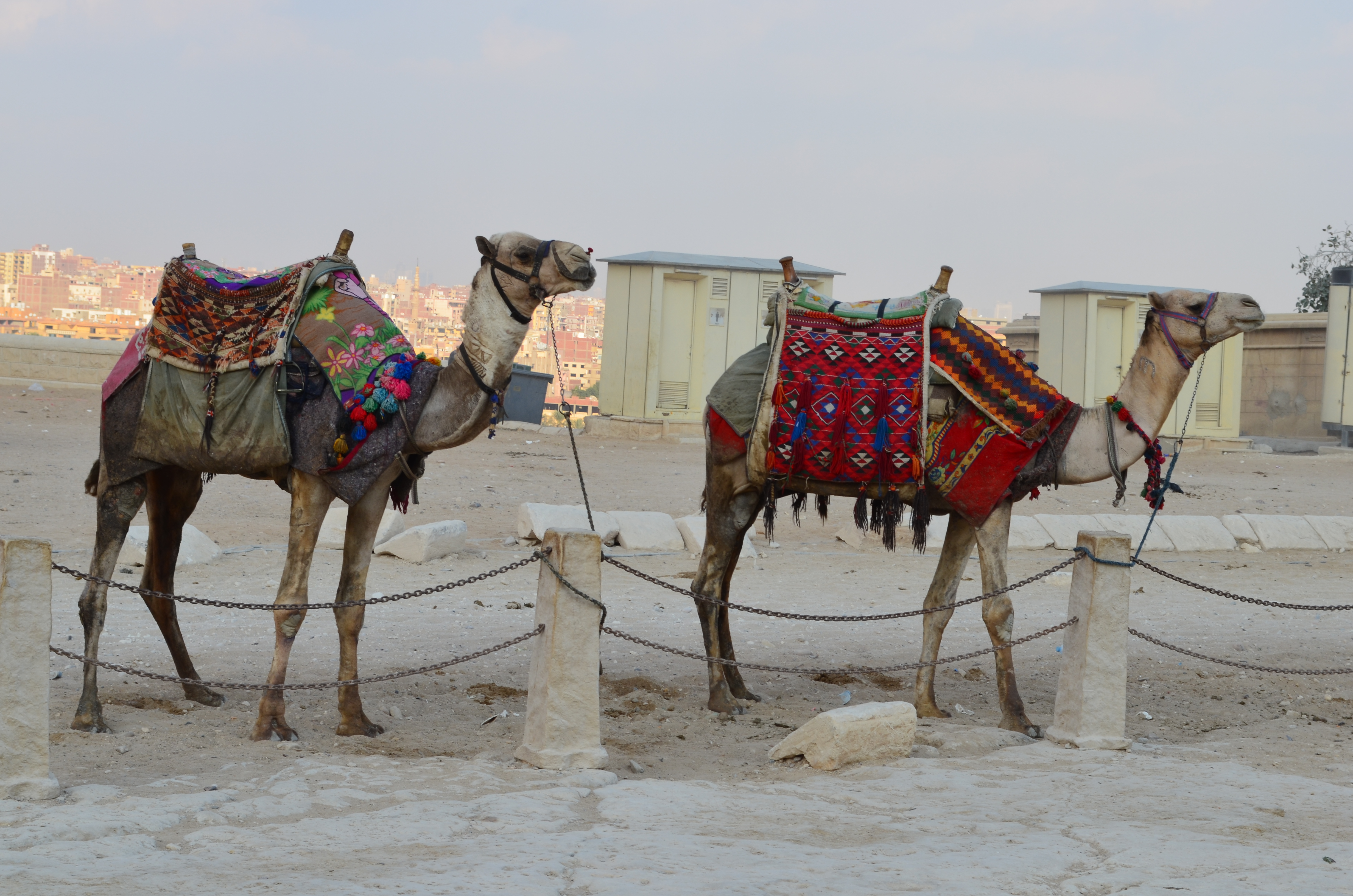 ./2018/16 - Egypt/03 - Pyramids/DSC_0227.JPG